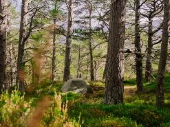 MSR Elixir 3 V2 Tent Backpacking Shelter -Comprehensive outdoor sports 2a75f216 7a03 4816 9070 bd7ab825979ftrekking20tent20msr