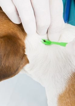 PYRAMID Lyme Disease Test Kit + Tick Remover -Comprehensive outdoor sports 359a8eff daa8 4001 9e5f 33518a850180ticket remover 3