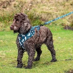 Funk The Dog Padded Pet Harness -Comprehensive outdoor sports LongPaws FunkTheDogLlama CollarHarnessLeadPouch2.2