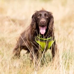 Comfort Step-In Dog Harness Padded Pet Harness 12 Comfort Step-In Dog Harness Padded Pet Harness -Comprehensive outdoor sports LongPawsComfortCollection GreenHarnessSpaniel1copy