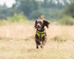 Comfort Step-In Dog Harness Padded Pet Harness 13 Comfort Step-In Dog Harness Padded Pet Harness -Comprehensive outdoor sports LongPawsComfortCollection GreenHarnessSpaniel9 1
