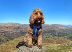 Comfort Step-In Dog Harness Padded Pet Harness 11 Comfort Step-In Dog Harness Padded Pet Harness -Comprehensive outdoor sports LongPawsComfortNavyBlueHarnesscopy