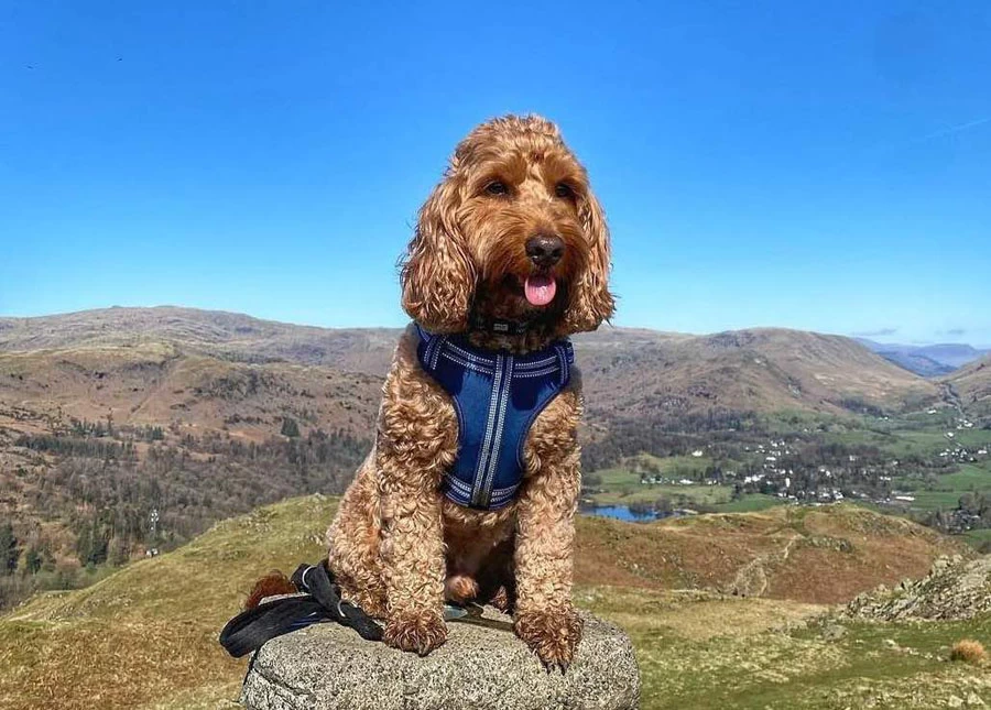 Comfort Step-In Dog Harness Padded Pet Harness 4 Comfort Step-In Dog Harness Padded Pet Harness - Image 4