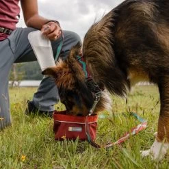 Ruffwear Flat Out Webbing Dog Collar -Comprehensive outdoor sports it186a 1