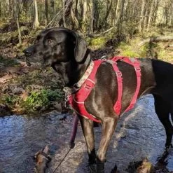 Ruffwear Flagline Lightweight Pet Dog Harness -Comprehensive outdoor sports it69a