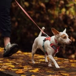 Ruffwear Hi & Light Harness Dog Harness -Comprehensive outdoor sports it92