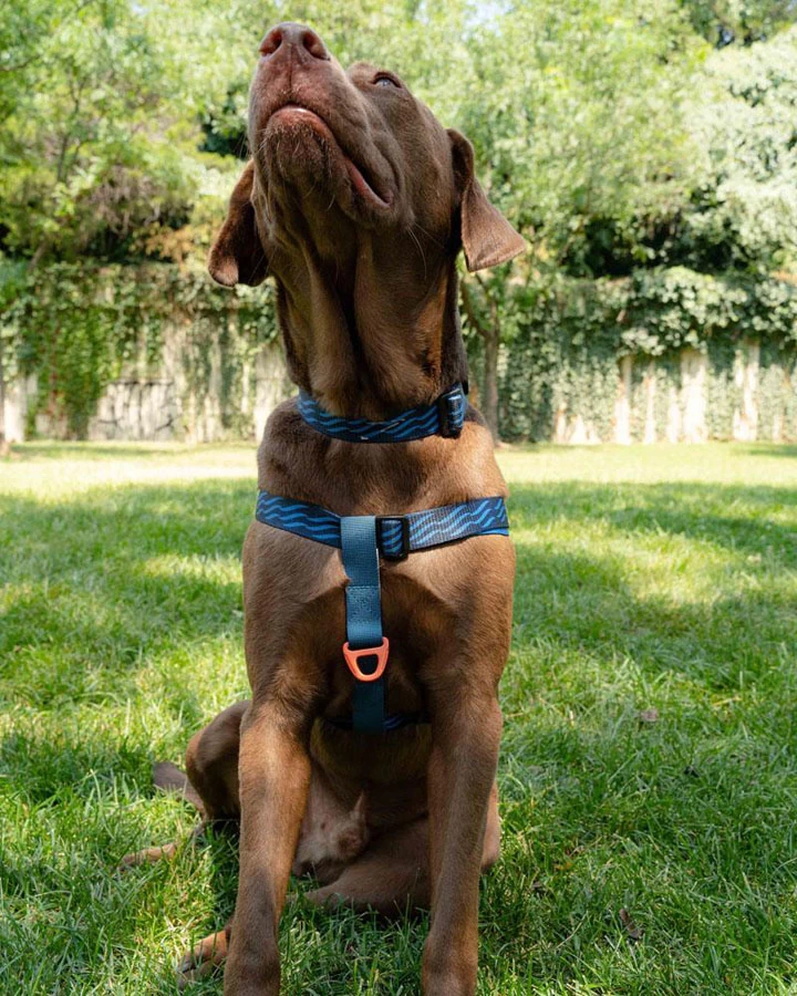 United By Blue Woven Dog Harness Adjustable Pet Harness 4 United By Blue Woven Dog Harness Adjustable Pet Harness - Image 4