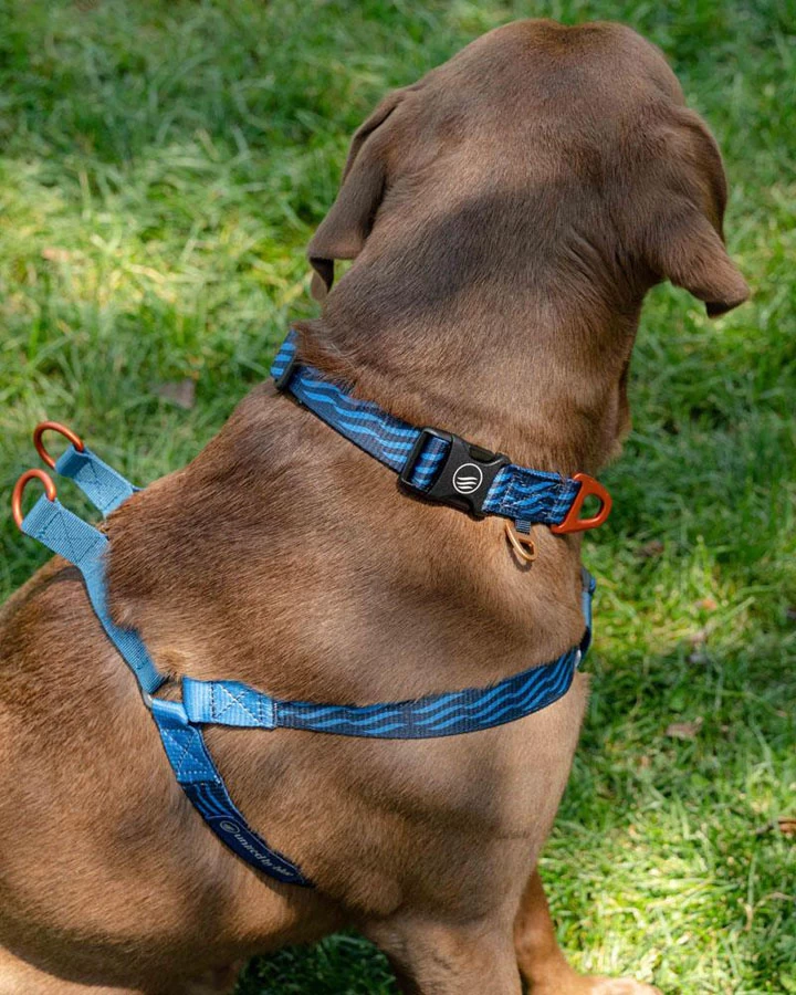 United By Blue Woven Dog Harness Adjustable Pet Harness 2 United By Blue Woven Dog Harness Adjustable Pet Harness - Image 2